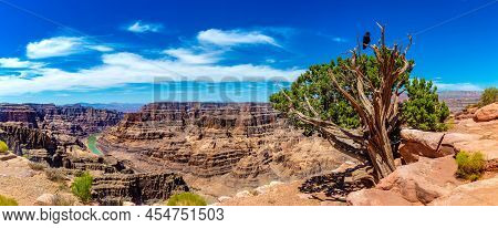 Panorama Of Black Raven And Old Tree At Grand Canyon West Rim In A Sunny Day, Usa