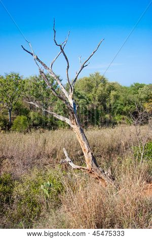Południowej Afryki krajobraz w Uar, na Kruger Park