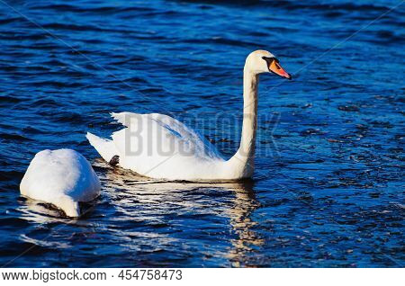 Two Swans Swim In The Winter Lake Water. White Swan Dives Into The Water. Swan Is Diving Under Water