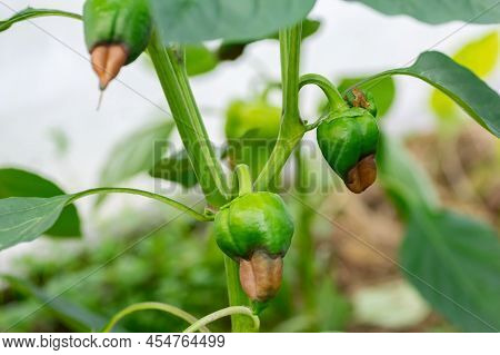 Sweet Bulgarian Pepper, Affected By Vertex Rot Or Pepper Anthracnose. Problems Of Agriculture, Peppe