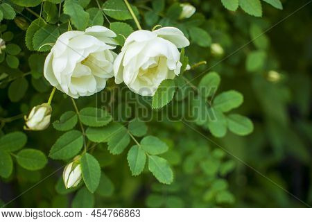 White Roseship Flower On A Dark Green Background. Two Flowers In A Pair. Together. The Concept Of A 