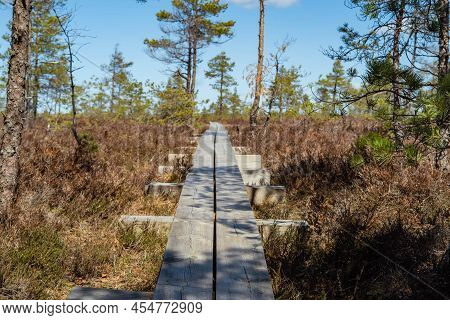 Swamp In Nigula Reserve Park With Blue Reflection Lakes, White Clouds, Wooden Footbridge, Green Tree