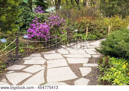 Pink Blooming Rhododendron In The Garden Near The Stone Path In Spring