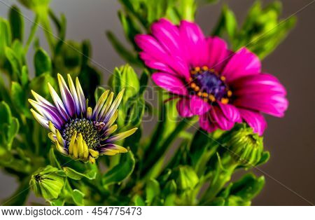Purple African Daisy, Osteospermum Ecklonis, Alpine Daisy