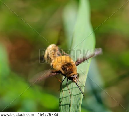 A Pair Of Woolly Hummingbirds Mating On A Blade Of Grass.