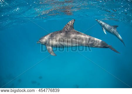 Couple Of Dolphins (tursiops Aduncus) Diving Close To The Surface