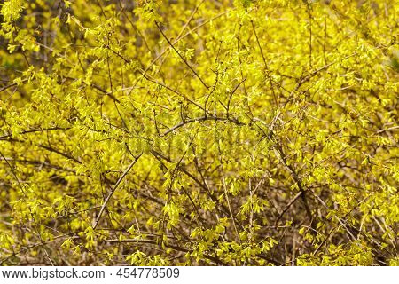Forsythia Petals Close Up. Blooming Easter Tree In The Garden. Spring Yellow Floral Wallpaper. Golde