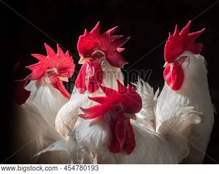 Many White Rooster In A Dark Barn On A Farm. Dark Background. Beautiful Domestic Cocks In A Chicken 