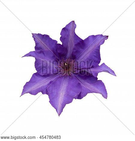 Huge Purple Or Violet Clematis Flower Isolated On White, Closup
