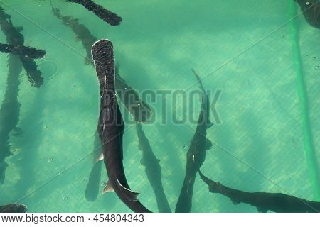 Spoonbill Fish Farm. American Paddlefish (polyodon Spathula) In Cage For Fish Farming.