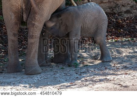 Close-up Of A Desert Elephant And Her Feeding Baby Calf, Somewhere In Namibia.