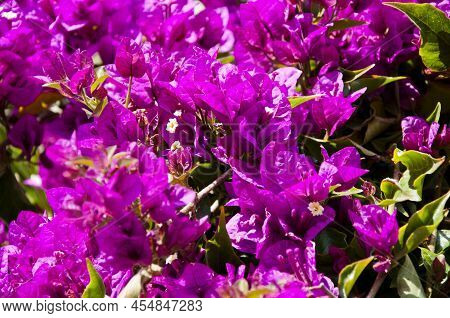 Flowering Shrub Of Bougainvillea Or Paperflower Floral Background.