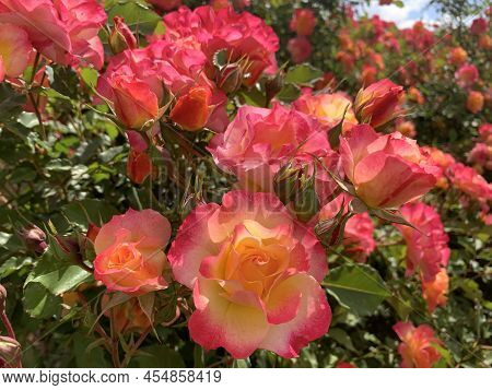 Blooming Beautiful Fragrant Pink Roses On The Flowerbed