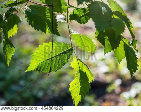 Bright Green Leafs Lit By Sun Light. The Green Leaves Of Elm Are Lit By The Sun