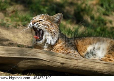 The Bobcat (lynx Rufus), Also Known As The Red Lynx, Yawning Lying Down. Adult Bobcat With Open Mout
