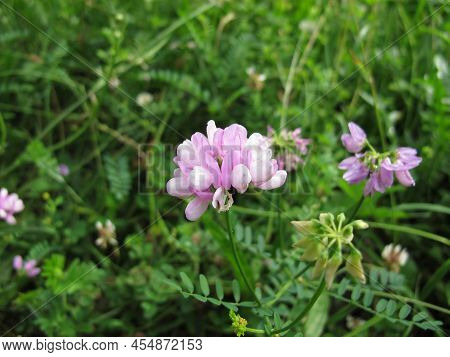 Wild Crownvetch With Purple Flowers, Securigera Varia