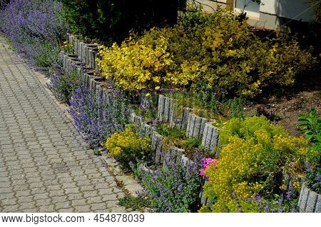 In April And May, It Blooms With Distinctive Pink Flowers With A Red Eye. This Species Creates Dense