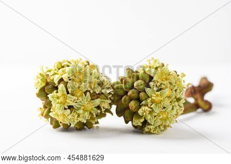 Trevesia Palmata, Edible Flowers In Southeast Asian