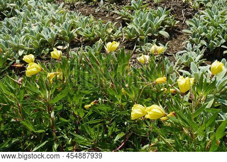 Closed Buds And Yellow Flowers Of Oenothera Macrocarpa In July