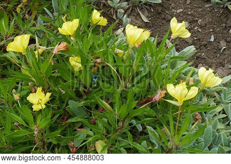 Flowers In The Leafage Of Oenothera Macrocarpa In Mid July