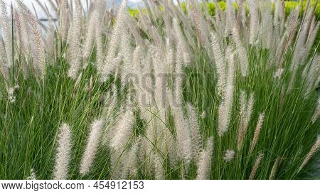 Purple Fountain Grass, An Ornamental Plant Of Pennisetum Alopecuroides Hameln, Chinese Fountain Gras