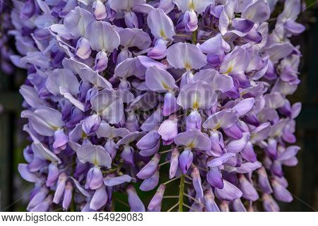 Wisteria, Glicinia Flowering Wine In The Garden