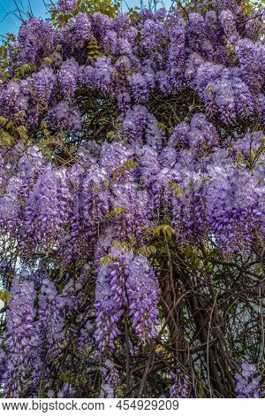 Wisteria, Glicinia Flowering Wine In The Garden
