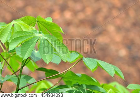 Nature Closeup Of Casava Leaves Green Background Outdoor Photography