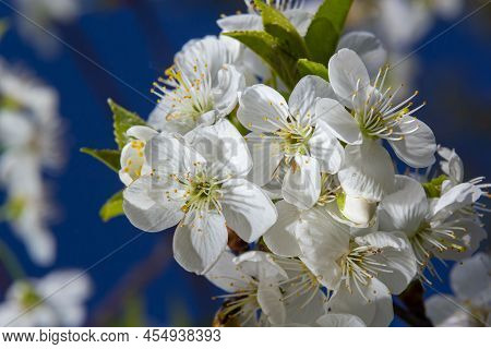 Prunus Cerasus Flowering Tree Flowers, Group Of Beautiful White Petals Tart Dwarf Cherry Flowers In