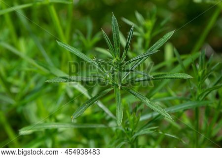 Herb Galium Aparine Cleavers On A Summer Meadow. Yellow Flowers Among Grass Sunshine. Summer Natural