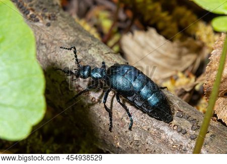 The Violet Oil Beetle Meloe Violaceus, Is A Species Of Oil Beetle Belonging To The Family Meloidae.