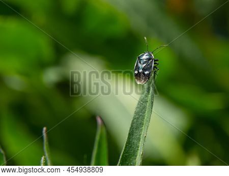 Cabbage Bug, Brassica Shieldbug, Eurydema Oleracea, Of The Family Pentatomidae On A Leaf In A Garden