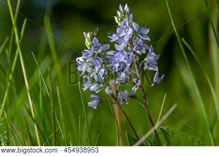 Veronica Prostrata Is A Low Light Blue Blooming Plant Of Sunny Hills, A Mountain Flower