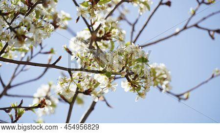 Flowering Pear Tree Pyrus Syriaca This Family Of Ornamental Trees Produces White Spring Blossom. Whi