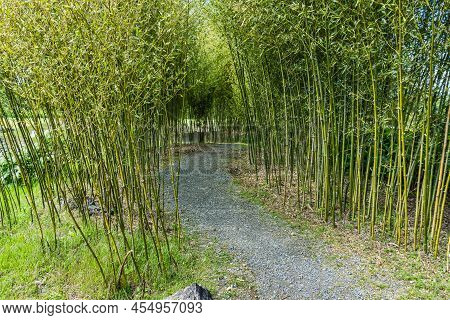 Bamboo Lines A Path At A Chinese Garedn In South Seattle, Washington.