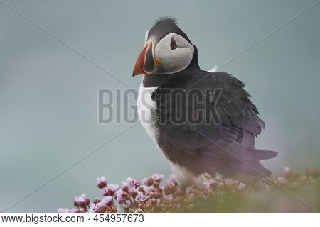 Atlantic Puffin (fratercula Arctica) Amongst Spring Flowers On A Cliff On Great Saltee Island Off Th