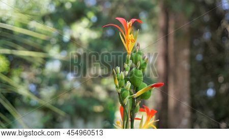 Beautiful Small Flowers Of Canna Generalis Also Known As Canna Lily Or Common Garden Canna