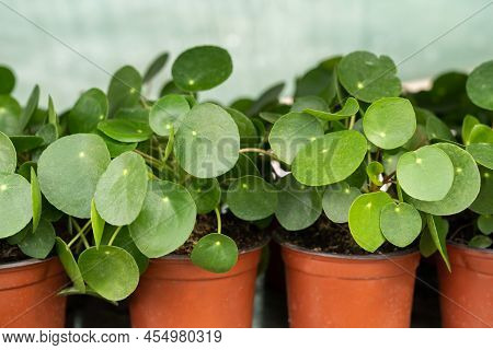 Closeup Of Pilea Peperomioides Houseplants In Flower Plastic Pots At Nursery Or Garden Center. Succu