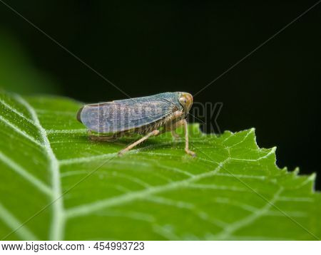 Little Leaf Hopper On The Green Leaf