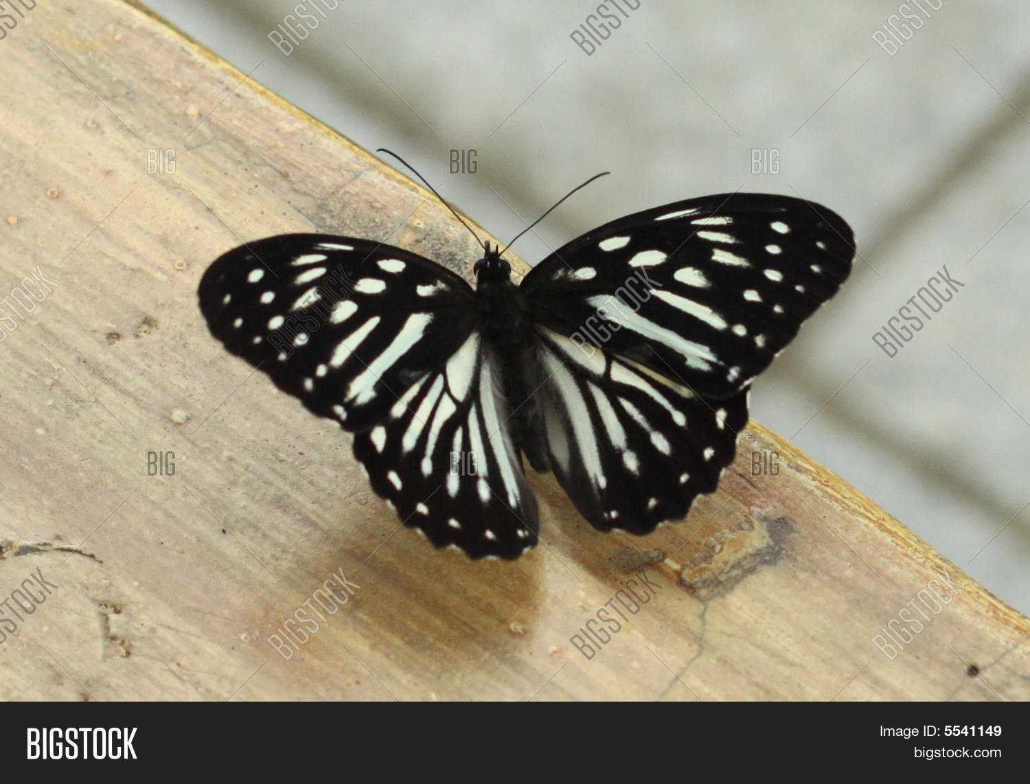 Image Preview