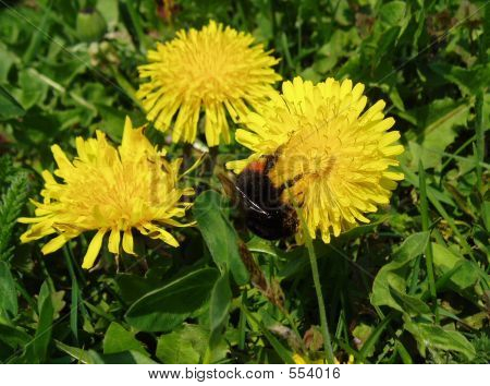 Bumblebee