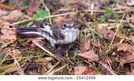 Ficedula Hypoleuca