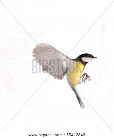 Great Tit, Parus Major Flight