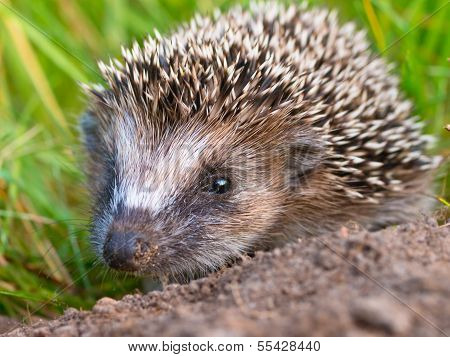 Hedgehog Baby Close Up