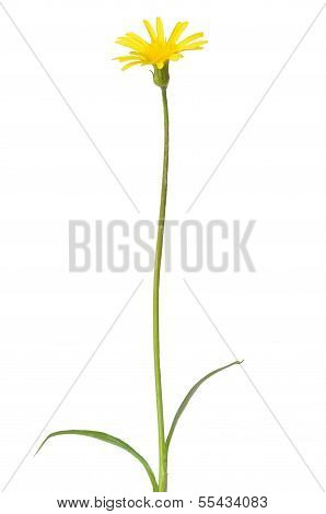 Leontodon Autumnalis Flower
