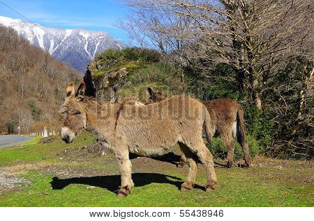 Mules.
