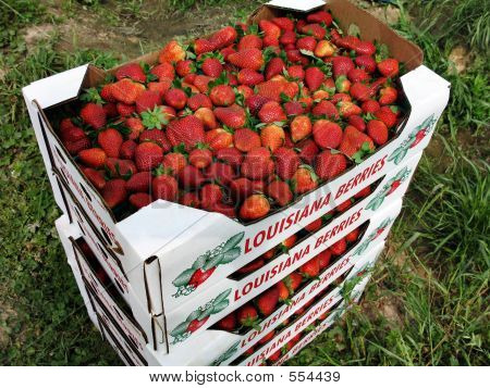 แฟลตของสตรอเบอร์รี่