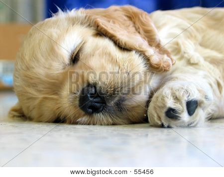 ลูกสุนัข