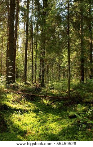 Sun Light In The Coniferous Forest. Valday, Novgorod Region, Russia