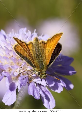 Store Skipper på en Scabious blomst